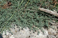 Genista albida