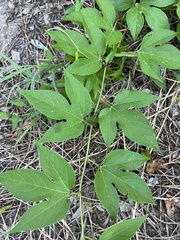 Passiflora incarnata