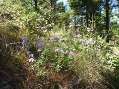 Plantae