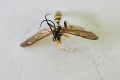 Ichneumon annulatorius