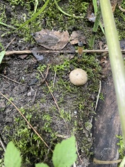 Scleroderma areolatum