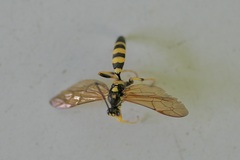 Ichneumon annulatorius