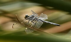 Libellula comanche