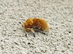 Megalopyge opercularis