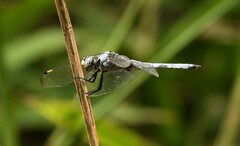Libellula comanche