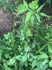 Zizia aurea