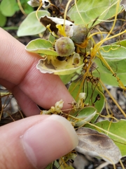 Cuscuta chinensis