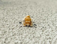 Megalopyge opercularis