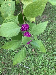 Callicarpa americana