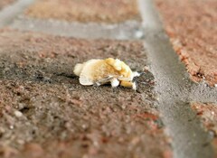 Megalopyge opercularis