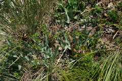 Takhtajaniantha crispa