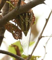Megatibicen dealbatus