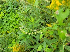 Fallopia convolvulus