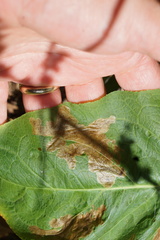 Pegomya bicolor