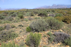 Dicerothamnus rhinocerotis