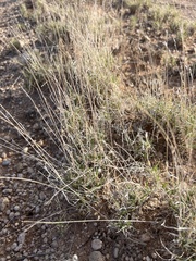 Scleropogon brevifolius