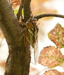 Megatibicen dealbatus