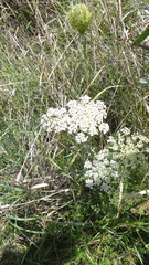 Daucus carota