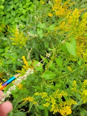 Fallopia convolvulus