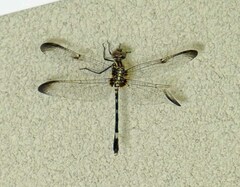 Dythemis velox