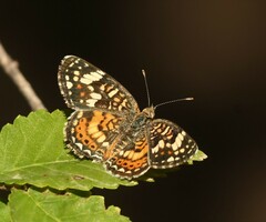 Phyciodes picta