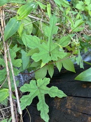 Ampelopsis glandulosa