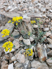 Odontarrhena obovata