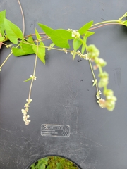 Fallopia convolvulus