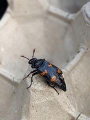 Nicrophorus orbicollis