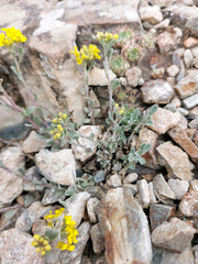 Odontarrhena obovata