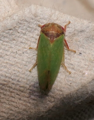 Iassus lanio