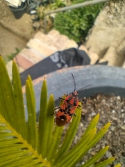 Spilostethus pandurus