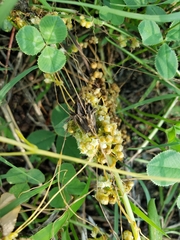 Cuscuta campestris