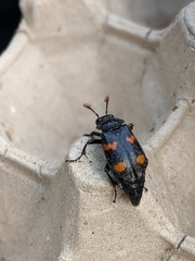 Nicrophorus orbicollis