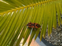 Spilostethus pandurus