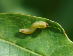 Tenthredinoidea
