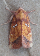 Papaipema leucostigma