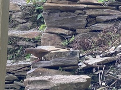 Trochalopteron lineatum