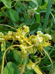 Cuscuta campestris