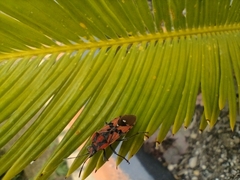 Spilostethus pandurus