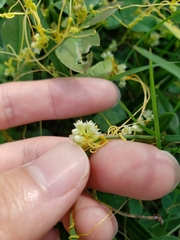 Cuscuta campestris