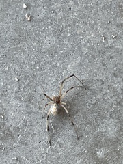 Latrodectus geometricus