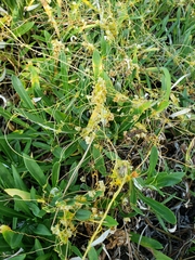 Cuscuta campestris