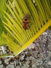 Spilostethus pandurus