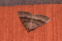 Larentia clavaria