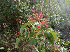 Pistacia terebinthus