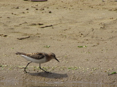 Calidris minuta