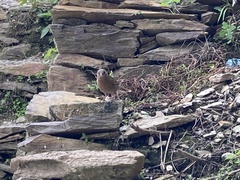 Trochalopteron lineatum