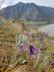 Pulsatilla turczaninovii