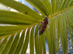 Spilostethus pandurus